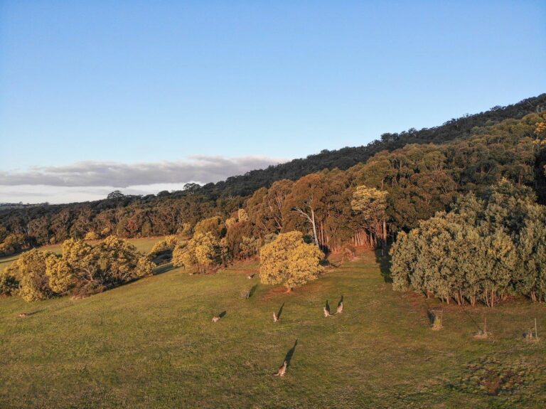 Hanging Rock Views